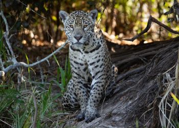 Se acerca el Día del Yaguareté, el felino más grande de nuestro continente