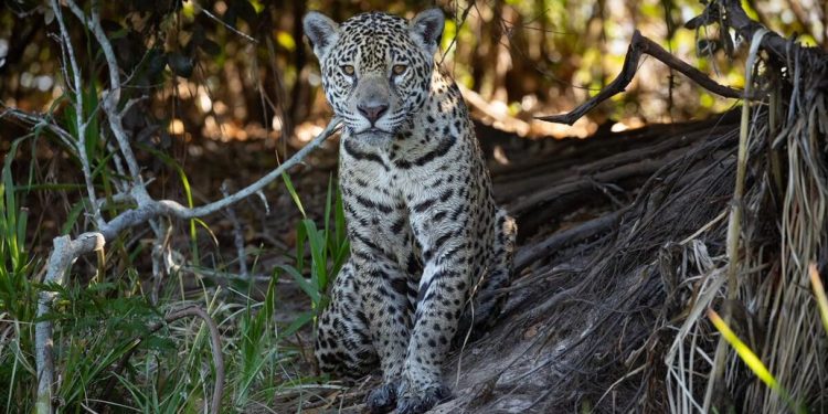 Se acerca el Día del Yaguareté, el felino más grande de nuestro continente