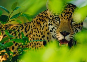 Se acerca el Día del Yaguareté, el felino más grande de nuestro continente