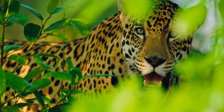 Se acerca el Día del Yaguareté, el felino más grande de nuestro continente