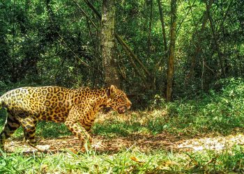 Nuevo monitoreo poblacional de yaguaretés: hay 90 individuos en el Bosque Atlántico del Alto Paraná