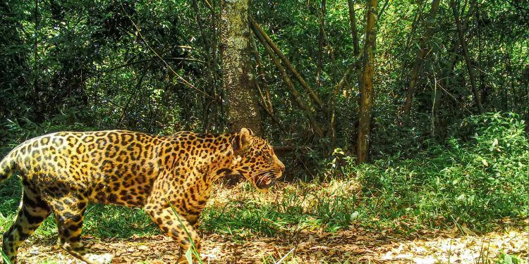 Nuevo monitoreo poblacional de yaguaretés: hay 90 individuos en el Bosque Atlántico del Alto Paraná
