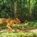 Nuevo monitoreo poblacional de yaguaretés: hay 90 individuos en el Bosque Atlántico del Alto Paraná