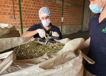 Desde el miércoles no se permite palo mayor a 12 milímetros en secaderos de yerba mate