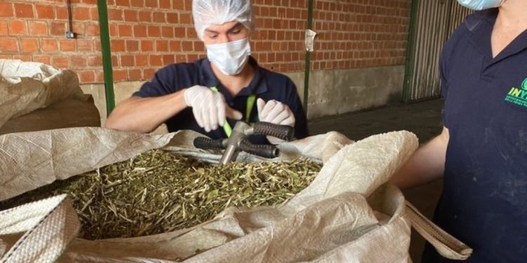 Desde el miércoles no se permite palo mayor a 12 milímetros en secaderos de yerba mate