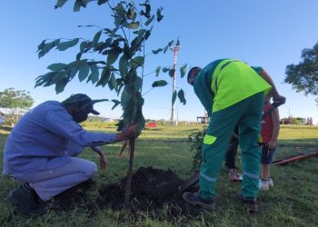 Posadas y Garupá unidos por la arborización