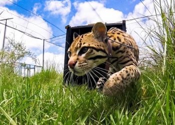 Esteros del Iberá: buscan la reintroducción del ocelote