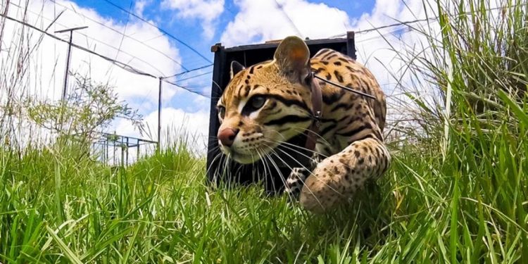 Esteros del Iberá: buscan la reintroducción del ocelote