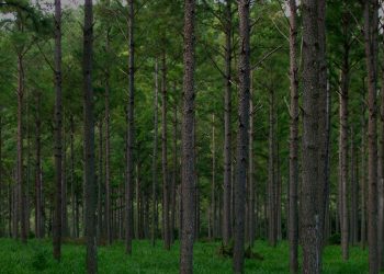Con Abel Gauto Fechner como presidente, la Amayadap renovó sus autoridades