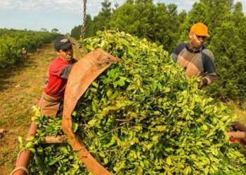 Entre enero y noviembre el consumo interno de yerba mate acumuló 261,4 millones de kilos