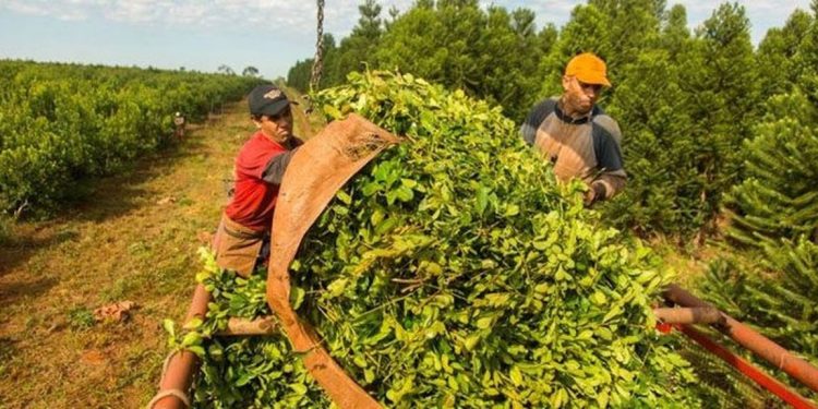 Entre enero y noviembre el consumo interno de yerba mate acumuló 261,4 millones de kilos