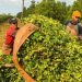 Entre enero y noviembre el consumo interno de yerba mate acumuló 261,4 millones de kilos