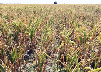 Por la sequía la pérdida de ingresos del sector productivo rondaría los USD2.930 millones