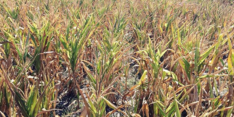 Por la sequía la pérdida de ingresos del sector productivo rondaría los USD2.930 millones