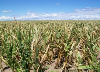 Santa Fe: secuelas en cultivos por falta de agua y las altas temperaturas