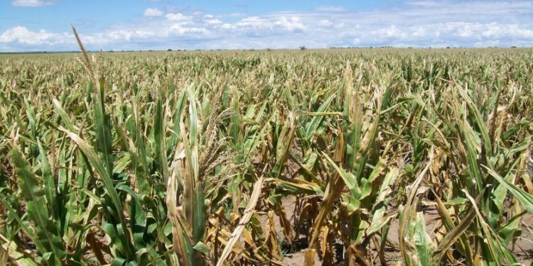 Santa Fe: secuelas en cultivos por falta de agua y las altas temperaturas