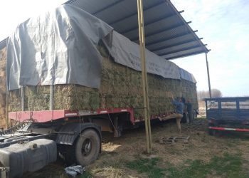 Primera exportación a China de fardos de alfalfa producidos en Santiago del Estero