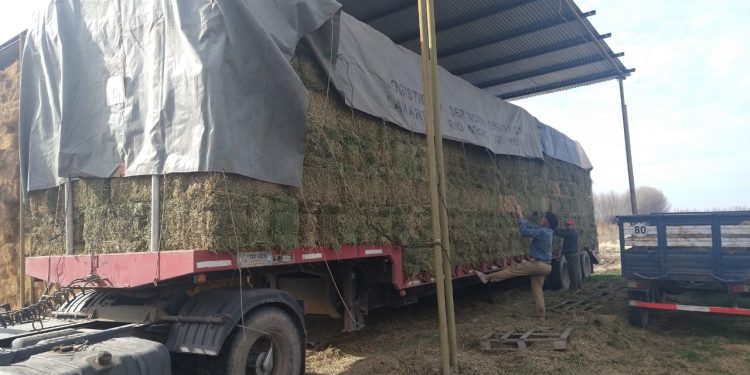 Primera exportación a China de fardos de alfalfa producidos en Santiago del Estero