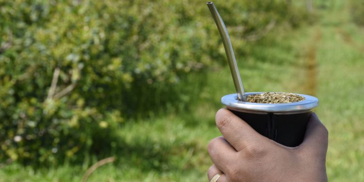 El 2021 cerró con un récord histórico de producción y consumo interno de yerba mate