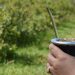 El 2021 cerró con un récord histórico de producción y consumo interno de yerba mate