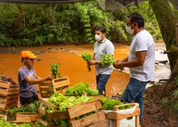 Productores de Gobernador Roca incrementaron sus ventas en el Mercado Concentrador Zonal de Posadas