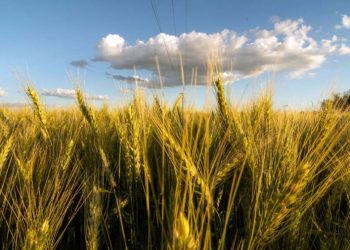 Continúa la escalada del precio del trigo frente al desabastecimiento mundial