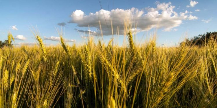 Continúa la escalada del precio del trigo frente al desabastecimiento mundial