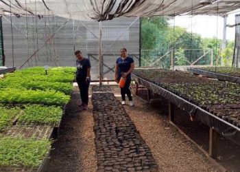 Inscriben para carrera terciaria gratuita en Cerro Azul