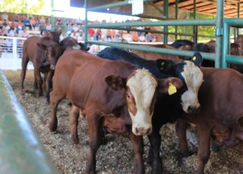 El remate ganadero de Andresito tuvo más de 500 cabezas en pista