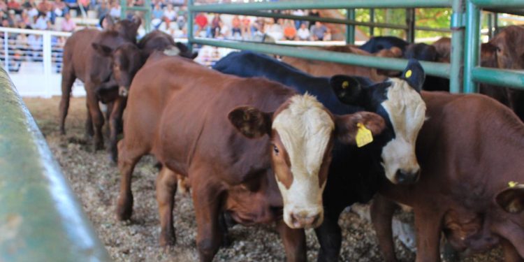 El remate ganadero de Andresito tuvo más de 500 cabezas en pista