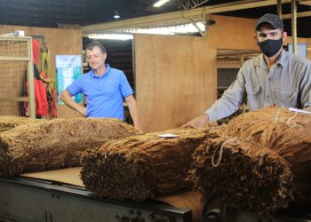 Comenzó el acopio tabacalero campaña 21/2022