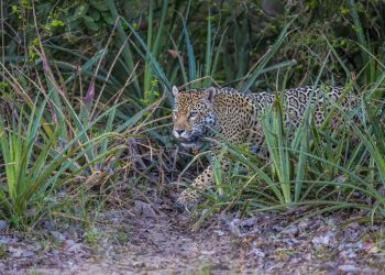 Día Mundial de la Vida Silvestre: conservar especies para restaurar ecosistemas