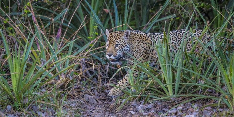 Día Mundial de la Vida Silvestre: conservar especies para restaurar ecosistemas