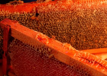 Promueven el conocimiento de herramientas agroecológicas en los productos de la colmena