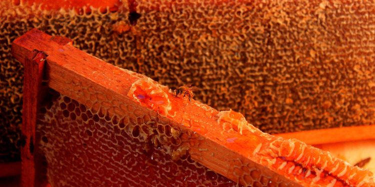 Promueven el conocimiento de herramientas agroecológicas en los productos de la colmena