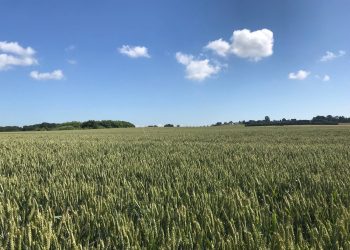 Las enzimas asoman como nuevas protagonistas de la bioagricultura