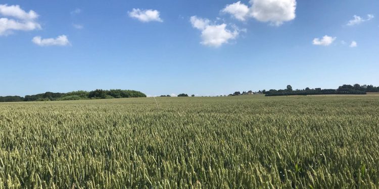 Las enzimas asoman como nuevas protagonistas de la bioagricultura
