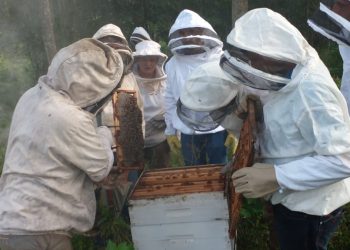 Jornada de Fortalecimiento de la cadena apícola en El Soberbio y 25 de Mayo