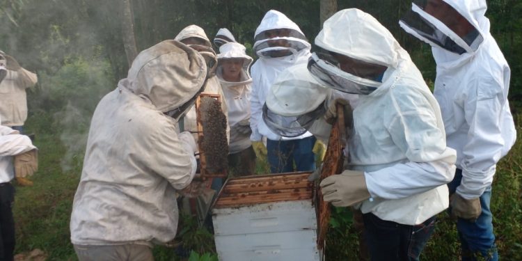 Jornada de Fortalecimiento de la cadena apícola en El Soberbio y 25 de Mayo