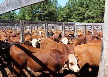 Remate histórico: superó el récord de cabezas comercializadas