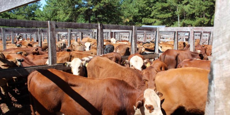 Remate histórico: superó el récord de cabezas comercializadas