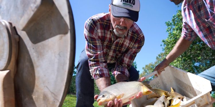 Se expande en Misiones la producción piscícola