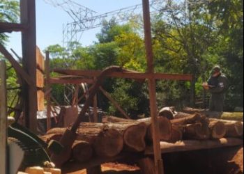 Detectaron rollos de madera nativa en un aserradero no habilitado