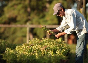 Formalizaron propuesta para que productores de yerba tengan obra social