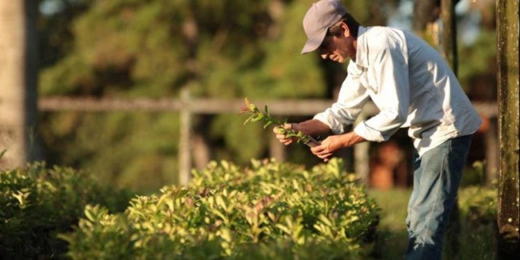 Formalizaron propuesta para que productores de yerba tengan obra social