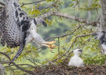 El Instituto Misionero de Biodiversidad lanza el Proyecto Águilas de Misiones