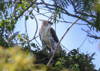 Detectaron la presencia de juveniles de Águila Crestuda Real, especie en peligro, en el Parque Provincial Cruce Caballero
