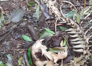 Presencia de cazadores furtivos en el Parque Provincial Salto Encantado