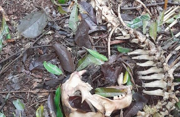 Presencia de cazadores furtivos en el Parque Provincial Salto Encantado