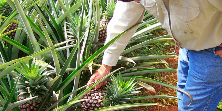 La Ley de Fruticultura impulsará el desarrollo de la actividad, fuentes de trabajo y sostendrá el arraigo rural